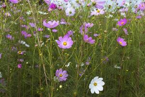 un montón de rosado cosmos flores foto