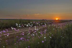 Cosmos flowers next to the dirt road at sunset photo