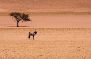 Lone oryx and lone tree in the desert photo