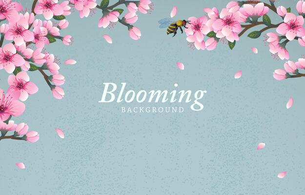 Blooming background with cheery blossom flowers
