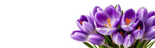 AI Generated Violet crocuses, wild spring flowers bunch, floral bouquet, banner background. photo