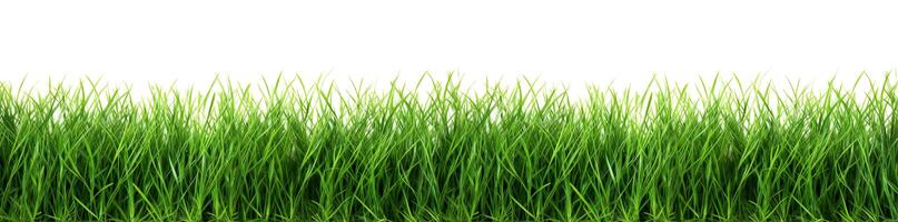 AI Generated Green grass border. Natural decorative edge, decor isolated on white background, panorama. photo