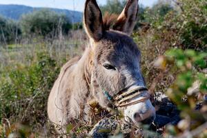 un retrato de un Burro comiendo césped. foto