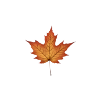 AI generated Maple leaves isolated on transparent background generative ai png