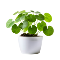 AI generated House parlor plant Pilea plant in modern white pot or vase isolated on transparent background generative ai png