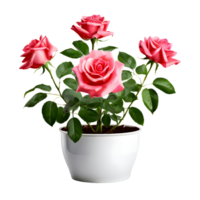 ai generado casa salón planta Rosa planta en moderno blanco maceta o florero aislado en transparente antecedentes generativo ai png