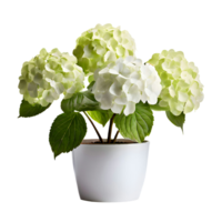 ai generado casa salón planta hortensia planta en moderno blanco maceta o florero aislado en transparente antecedentes generativo ai png