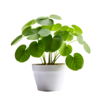 AI generated House parlor plant Pilea plant in modern white pot or vase isolated on transparent background generative ai png