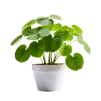 ai generado casa salón planta pilea planta en moderno blanco maceta o florero aislado en transparente antecedentes generativo ai png