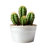 AI generated House parlor plant Mini Cactus plant in modern pot or vase isolated on transparent background generative ai png