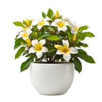 AI generated House parlor plant Allamanda plant in modern white pot or vase isolated on transparent background generative ai png