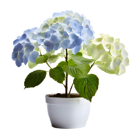 AI generated House parlor plant Hydrangea plant in modern white pot or vase isolated on transparent background generative ai png