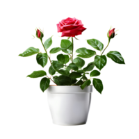 ai généré maison parloir plante Rose plante dans moderne blanc pot ou vase isolé sur transparent Contexte génératif ai png