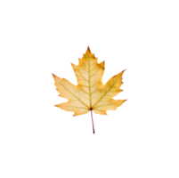 AI generated Maple leaves isolated on transparent background generative ai png