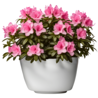 AI generated House parlor plant Azalea plant in modern white pot or vase isolated on transparent background generative ai png