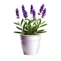 AI generated House parlor plant Lavender plant in modern pot or vase isolated on transparent background generative ai png