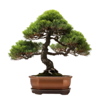 ai generado casa salón planta antiguo pino bonsai planta en maceta o florero aislado en transparente antecedentes generativo ai png