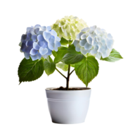 ai gerado casa salão plantar hortênsia plantar dentro moderno branco Panela ou vaso isolado em transparente fundo generativo ai png