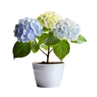 AI generated House parlor plant Hydrangea plant in modern white pot or vase isolated on transparent background generative ai png