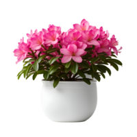 AI generated House parlor plant Azalea plant in modern white pot or vase isolated on transparent background generative ai png