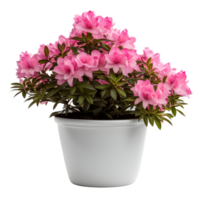 AI generated House parlor plant Azalea plant in modern white pot or vase isolated on transparent background generative ai png