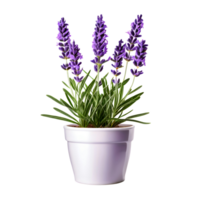 AI generated House parlor plant Lavender plant in modern pot or vase isolated on transparent background generative ai png