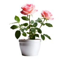 AI generated House parlor plant Rose plant in modern white pot or vase isolated on transparent background generative ai png