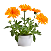 AI generated House parlor plant Calendula plant in modern white pot or vase isolated on transparent background generative ai png