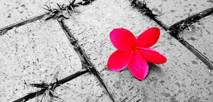 Red Plumeria fall into the brown title floor with copy space. Spring time Natural and Nature. Ground background in black and white or monochrome tone concept. photo