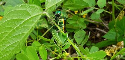 Green insect, jewel beetles or metallic wood boring beetles on green branch or leaf and flying with blurred tree background in deep forest. Animal, Wild life and Beauty of Nature concept photo