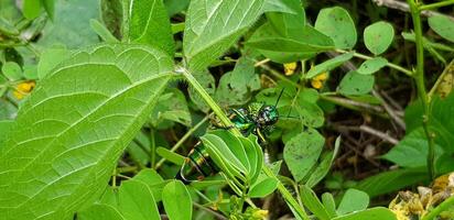 Green insect, jewel beetles or metallic wood boring beetles on green branch or leaf and flying with blurred tree background in deep forest. Animal, Wild life and Beauty of Nature concept photo