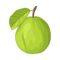 Illustration of guava vector