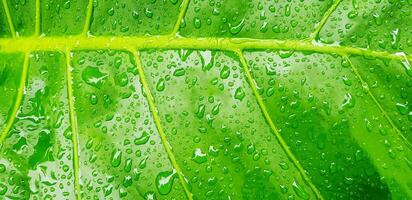 Close up water droplet on tropical green leaf. Abstract art and Nature background. photo