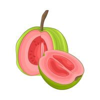 Illustration of guava vector