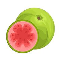 Illustration of guava vector