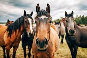 AI generated a close up of a horse's face in the background .AI generative photo