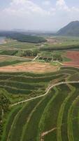 Antenne Aussicht von ein Tee Plantage Landschaft von Chiang Rai, Thailand. video