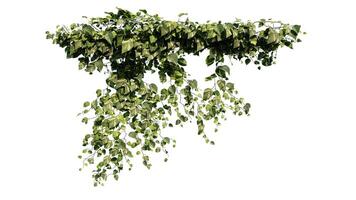 Plant and flower vine green ivy leaves tropic hanging, climbing isolated on transparent background photo