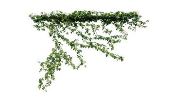 Plant and flower vine green ivy leaves tropic hanging, climbing isolated on white background photo