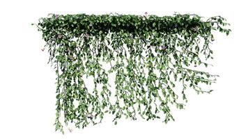 Plant and flower vine green ivy leaves tropic hanging, climbing isolated on transparent background photo