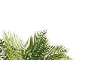 Summer Tropical palm leaves. Exotic palms tree. white Background photo