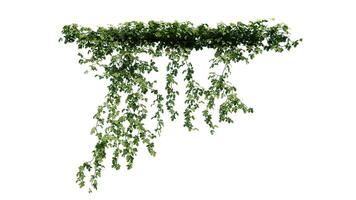 planta y flor vino verde hiedra hojas trópico colgante, alpinismo aislado en blanco antecedentes foto