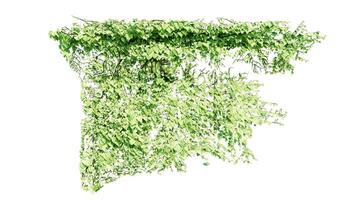 Plant and flower vine green ivy leaves tropic hanging, climbing isolated on transparent background photo