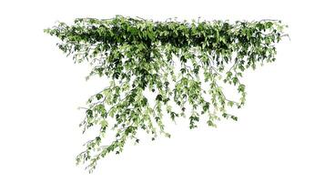 Plant and flower vine green ivy leaves tropic hanging, climbing isolated on white background photo