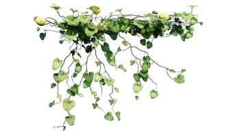 Plant and flower vine green ivy leaves tropic hanging, climbing isolated on transparent background photo