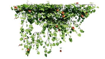 Plant and flower vine green ivy leaves tropic hanging, climbing isolated on transparent background photo