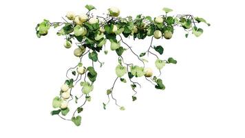 Plant and flower vine green ivy leaves tropic hanging, climbing isolated on transparent background photo