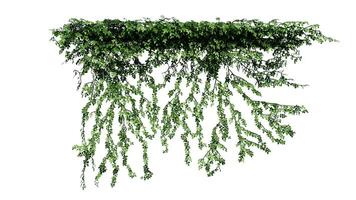 Plant and flower vine green ivy leaves tropic hanging, climbing isolated on transparent background photo