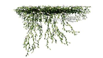 Plant and flower vine green ivy leaves tropic hanging, climbing isolated on transparent background photo