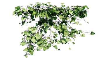 Plant and flower vine green ivy leaves tropic hanging, climbing isolated on transparent background photo